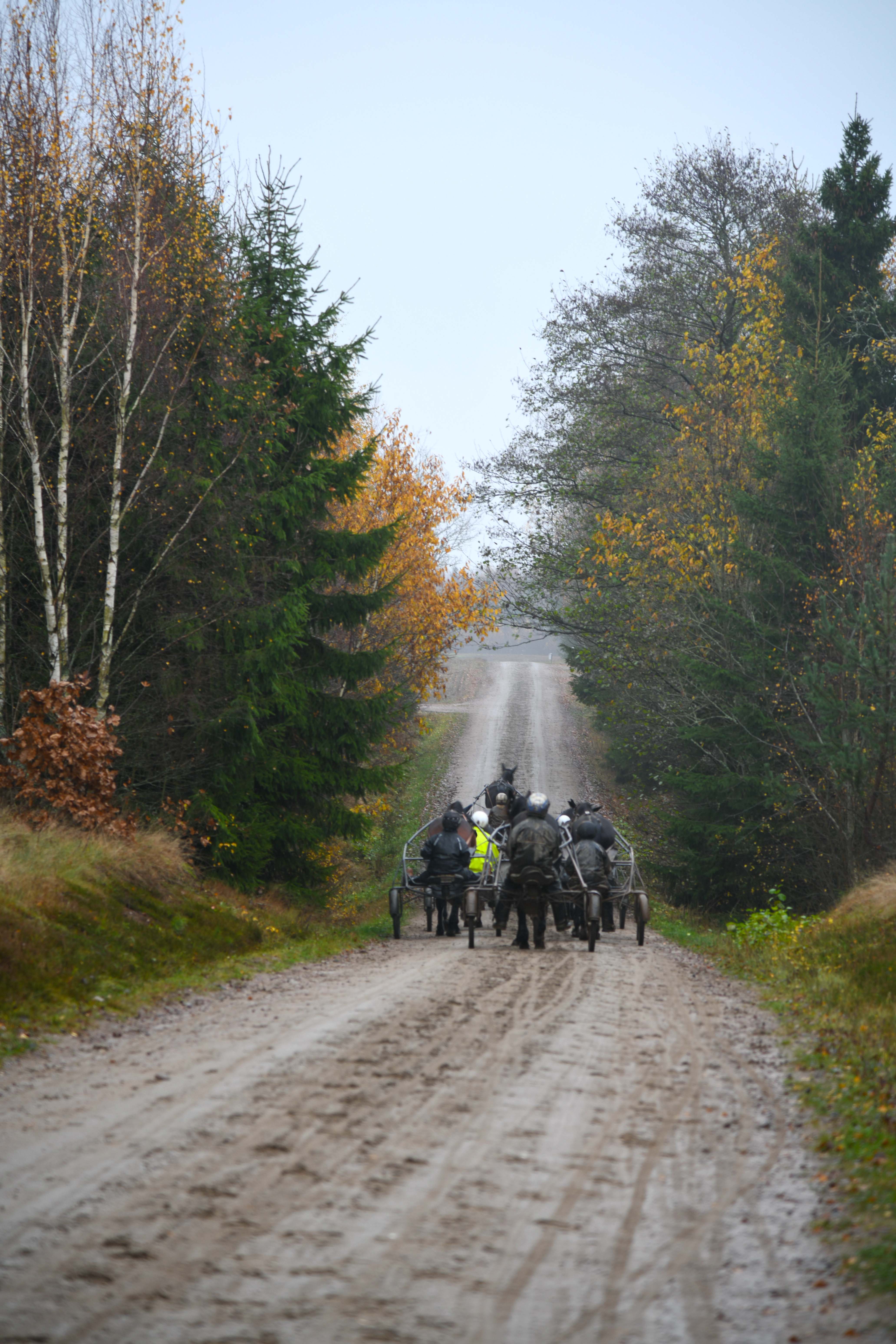 Hästverksamheten