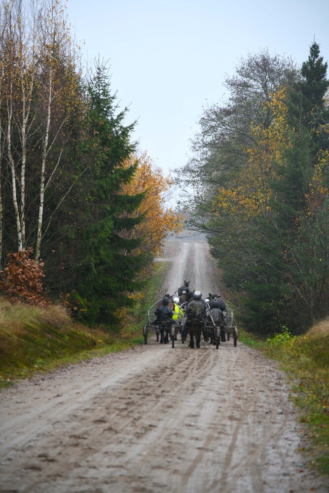 Hästverksamheten